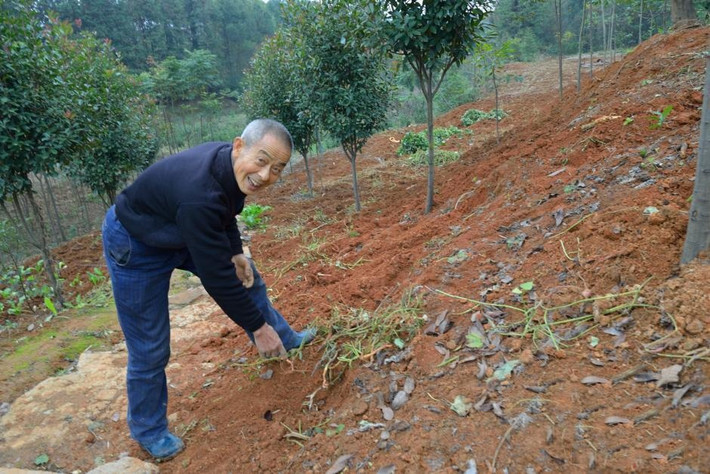 Vào khoảng tháng Ba, tháng Tư năm nay, hai vợ chồng ông Phát đã trồng khoai lang trên dải đất sau nhà và chờ đợi đến ngày thu hoạch. Tuy nhiên, ngoài mong đợi ông bà đã đào được hơn 350kg khoai lang.