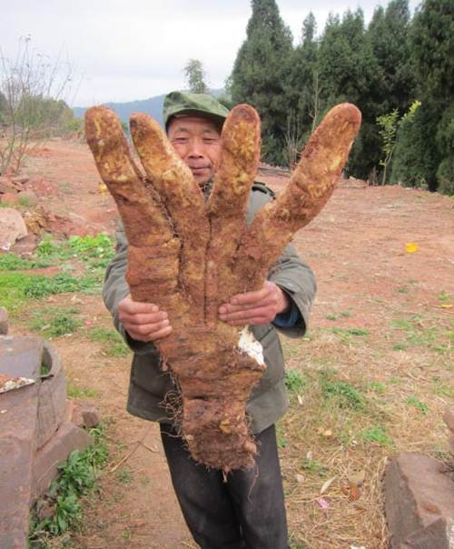 Vào tháng Ba năm nay, một người đàn ông ở tỉnh Tứ Xuyên, Trung Quốc cũng đã đào được một củ khoai khổng lồ có hình dáng như một bàn chân người.