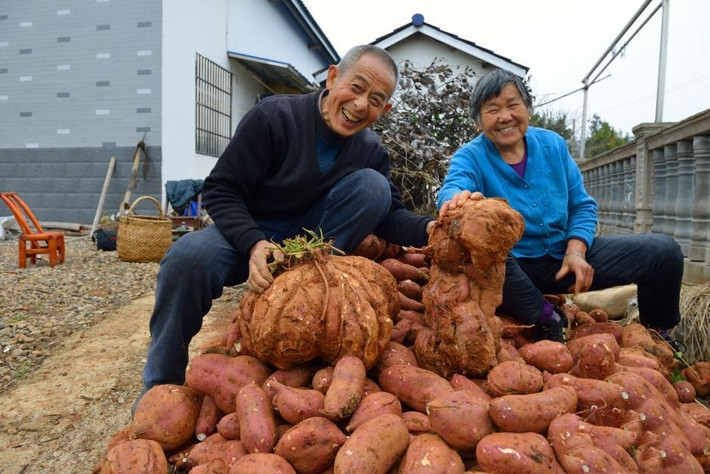 Bên cạnh củ khoai lang khổng lồ đó, ông bà còn đào được những củ khoai lang siêu lớn khác có trọng lượng 11kg, 10kg và 6kg.