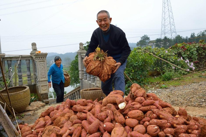Vừa qua, cụ ông Chung Thế Phát, 75 tuổi cùng vợ của mình ở thôn Đại Yển, trấn Chi Thành, Nghi Đô, Hồ Bắc, Trung Quốc đã đào được một củ khoai lang khổng lồ nặng gần 20kg.