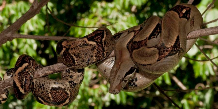 2. Rắn xiết mồi (Constrictor snake). Sự gia tăng số lượng lớn, lên tới hàng ngàn con của rắn xiết mồi ở Mỹ đang khiến nhiều người hoảng sợ. Hiện tại loài rắn di cư máu lạnh này đang hủy hoại các loài chim hoang dã và động vật bản địa. Kinh hoàng hơn là chúng có thể phát triển rất lớn, đủ khả năng nuốt chửng một con cá sấu.