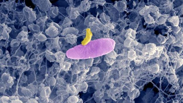 7. Vi khuẩn ma cà rồng (Micavibrio aeruginosavorus). Đây được coi là loài động vật ăn thịt nhỏ nhất thế giới. Chúng bám lên các vi khuẩn khác và dùng "răng" để cắn vào thành tế bào của vi khuẩn đó, hút chất dinh dưỡng của vi khuẩn đó và sống sót. Được tìm thấy cách đây khoảng 30 năm nhưng rất khó khăn để nuôi dưỡng nên hiện vẫn chưa có nghiên cứu chuyên sâu về loại vi khuẩn kỳ lạ này.