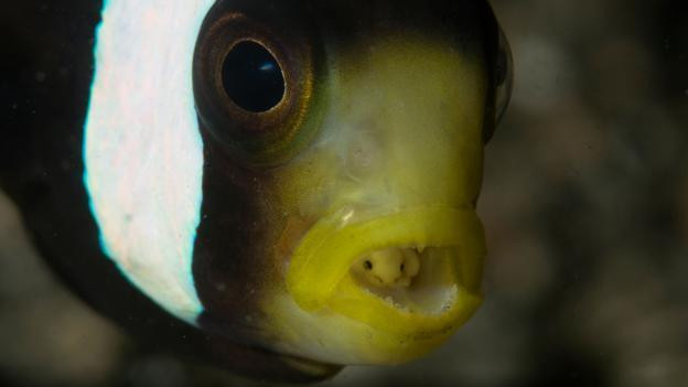 4. Rận ma cà rồng (Cymothoa exigua) có cách ký sinh khiến người ta khiếp đảm. Chúng thường ký sinh ở ngay trong miệng những con cá. Khi chọn được con mồi, nó bám vào mang của con cá tội nghiệp, luồn qua mang đến khoang miệng. Tại nơi này, loài rận ma cà rồng trực tiếp bám lấy lưỡi của con cá, hút máu và các chất nhầy. Lâu dần, những con rệp làm teo lưỡi cá và chính thức thay thế bộ phận đó trong khoang miệng của cá.