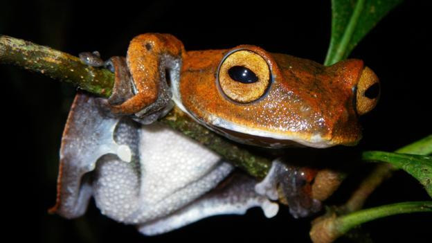 3. Ếch bay ma cà rồng (Rhacophorus vampyrus) hay còn gọi là ếch cây ma cà rồng. Khác với tất cả những loài được mệnh danh là ma cà rồng khác nổi tiếng với sự ghê rợn, hút máu động vật khác, ếch bay ma cà rồng chỉ đơn giản có tên gọi như vậy do Tên gọi ma cà rồng do trong giai đoạn nòng nọc, miệng chúng có hai chiếc "răng nanh" màu đen thò ra.