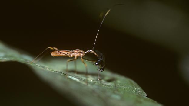 2. Bọ sát thủ hay còn được gọi là bọ ma cà rồng (Heteroptera Reduviidae), chúng sống trong các khu rừng và rừng mưa, ẩn mình trong bóng tối để đi săn, nổi tiếng với sự ám ảnh về chiến thuật và vũ khí chết người. Không giống như hầu hết các loài săn mồi khác, loài bọ này đâm vào con mồi nó chọn và tiêm vào con mồi một hỗn hợp pha trộn giữa nọc độc và các enzyme có tác dụng biến cơ thể con mồi thành dạng lỏng, tiêu hóa con mồi từ bên trong.