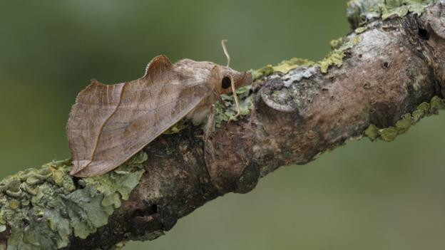 5. Bướm ma cà rồng (Calyptra thalictri), nhìn vẻ ngoài ai cũng nghĩ loài bướm này vô hại nhưng tất đã nhầm. Khác với các loài bướm thông thường chỉ sống nhờ mật hoa hoặc trái cây, bướm ma cà rồng mang tên sống nhờ máu của các động vật khác. Lưỡi của chúng phát triển đặc biệt sắc nhọn, giúp chúng cắm ngập vào trong cơ thể con mồi để hút máu. Những loài động vật nằm trong danh sách hút máu của chúng nhiều không kể xiết, trong đó có cả con người. Kinh dị hơn, một số loài bướm ma cà rồng ở châu Á còn có khả năng hút máu những động vật da dày như trâu, bò, tê giác, thậm chí cả voi.