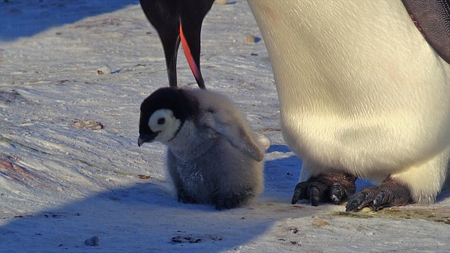 Vào khoảng sáu tuần tuổi, Snow Chick khi này đã có bộ lông xám toàn thân đã bắt đầu đi bộ trên đôi chân của mình. Cũng giống như một đứa trẻ con, chú chim cánh cụt non chập chững những bước đi đầu đời của mình.
