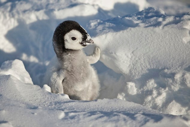 Khi còn trong trứng, Snow Chick được bố mẹ ấp dưới bụng ấm áp, sinh mệnh nhỏ bé vô lo vô nghĩ. Nhưng khi mổ vỡ vỏ, chính thức đến với thế giới này, chú sẽ phải trải qua rất nhiều thử thách để có thể sinh tồn. Đầu tiên là cảm giác đói, lạnh. Nếu như mẹ cánh cụt chưa kịp kiếm thức ăn về để cánh cụt con ăn, cánh cụt bố sẽ trì hoãn bằng cách cho con mình uống một dạng mật sữa tiết từ tuyến sau của cổ họng.
