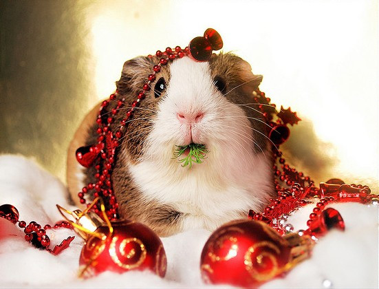 Khi ăn cũng phải đeo lên người đồ trang trí Noel, chú chuột này lọt top những động vật diện đồ Noel chăm chỉ nhất.