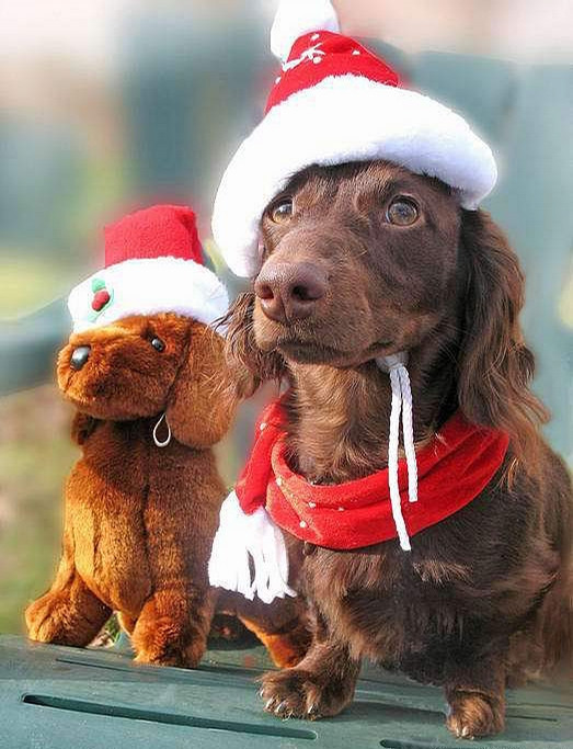 Không chỉ đòi chủ nhân sắm trang phục Noel cho mình, chú chó này còn muốn cả con chó đồ chơi phải tông xuyệt tông.