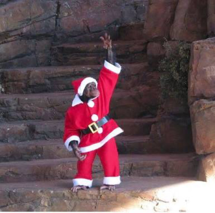 Chơi cả cây đỏ rực truyền thống, chú khỉ Noel này đang gây sự chú ý với mọi người.
