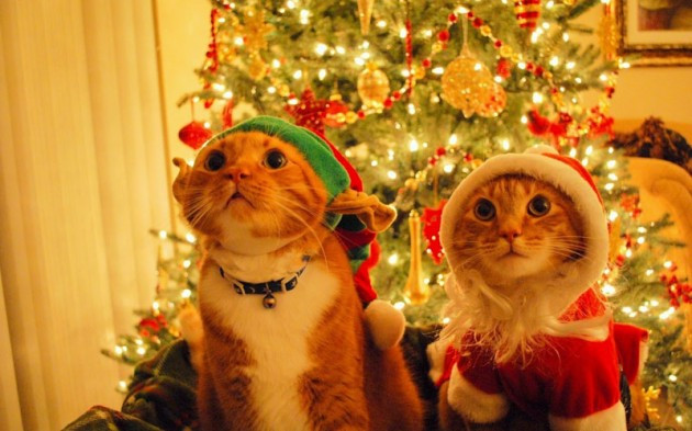 Anh mèo mèo cưng luôn sẵn sàng chờ đợi giây phút ông già Noel xuất hiện.