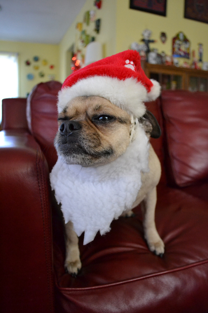 Được chủ nhân sắm cho cả râu ông già Noel, chú chó vênh vênh tự đắc.