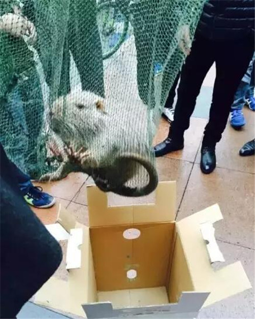 Vừa qua, thầy và trò trường Đại học Y Ôn Châu, Trung Quốc đã vô cùng bất ngờ và kinh khiếp khi phát hiện một con chuột khổng lồ đang lang thang đi dạo trong khuôn viên trường.
