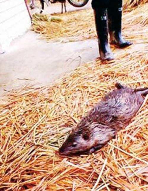 Nó đã bị người dân bắt được khi bò xuống ao và ăn trộm một con cá nặng 3kg sau đó nuốt chửng.