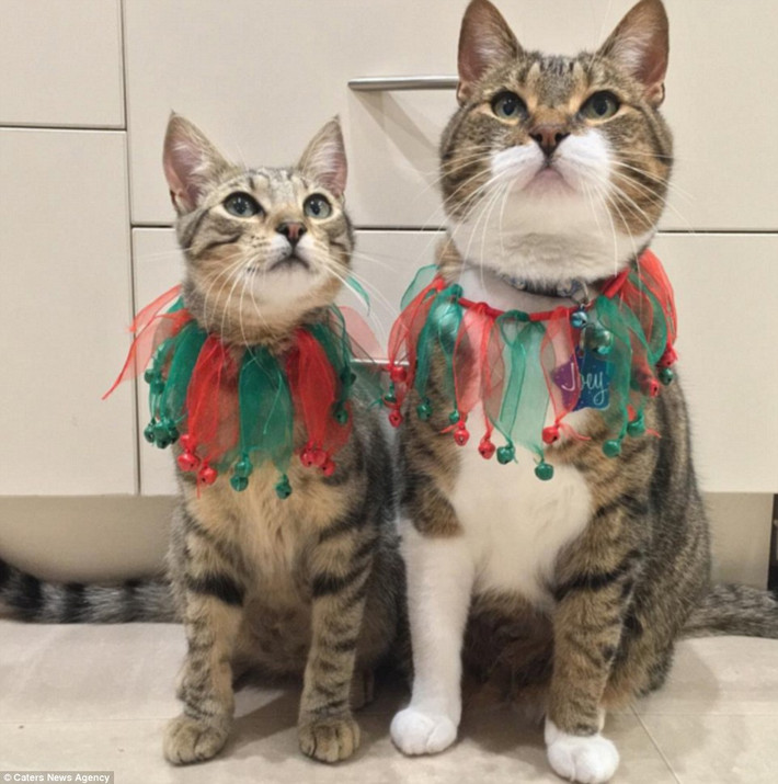 Cùng với Morrison, Joey và Cleo giờ đây đã trở thành một trong những con mèo được yêu thích nhất trên thế giới.
