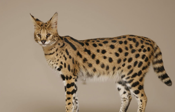 Mèo Savannah, con lai giữa loài mèo nhà và mèo đồng cỏ châu Phi. Loài động vật tuyệt đẹp này có thể là kết quả của một câu chuyện tình lãng mạn vượt giống loài của những cô nàng, chàng mèo yêu đương mãnh liệt.
