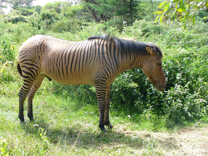 Zebroid, con lai giữa ngựa vằn và ngựa, nó ngỗ ngược và khó khống chế, hiếu chiến hơn ngựa rất nhiều.