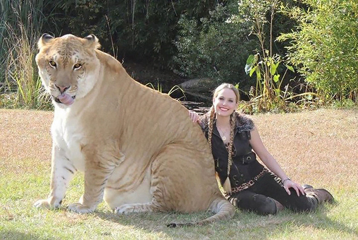 Liger, quái vật lai giữa bố sư tử và mẹ hổ là một trong những quái vật lai có trọng lượng khủng nhất, cũng là loài mèo lớn nhất trên thế giới với cân nặng lên tới 410kg.