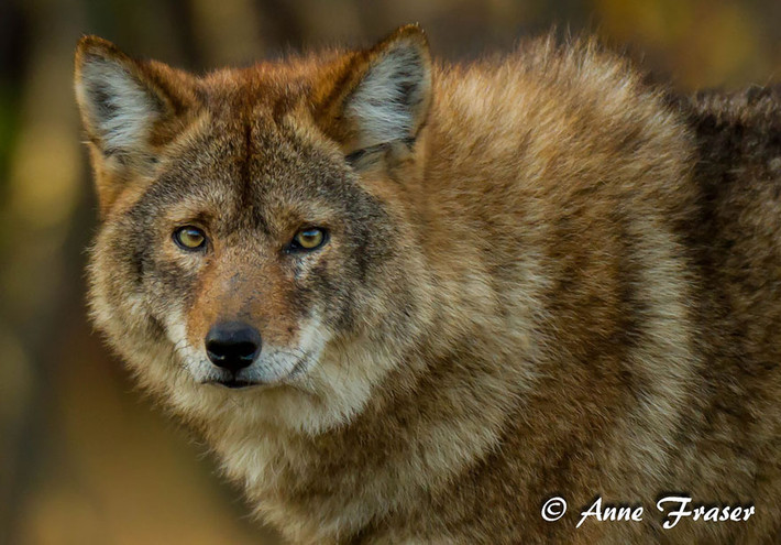 Coywolf, một loài lai pha trộn giữa sói đồng cỏ và sói thuần chủng.