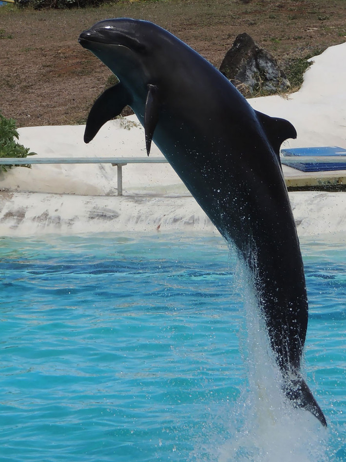 Wholphin, con lai của cá voi và cá heo, chúng cực hiếm trên thế giới và hiện tại chỉ có một con đang sống trong điều kiện nuôi nhốt.