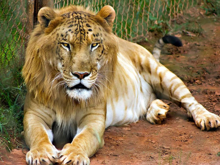 Trái ngược lại với Liger, Tigon là con lai của bố hổ, mẹ sư tử. Mang họ bố nên người anh em giống bố hổ nhiều hơn.