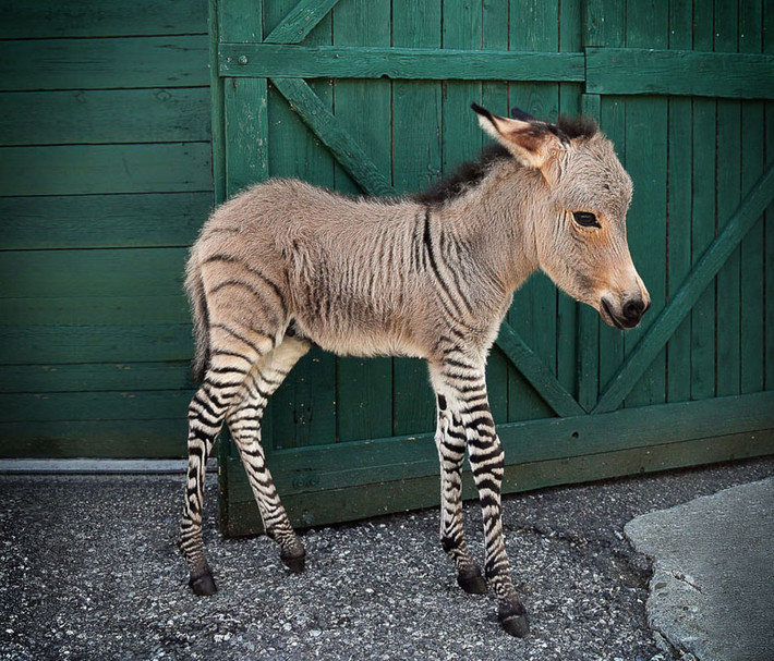 Zonkey, con lai đột biến giữa bố ngựa vằn và mẹ lừa, là một sinh vật kỳ dị nhất trên thế giới.