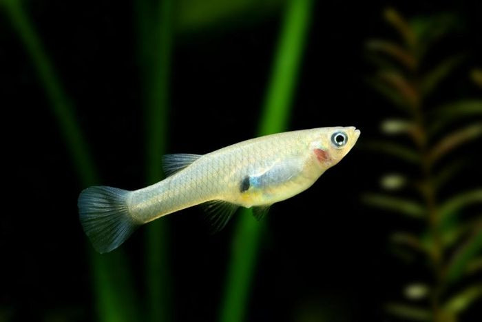 Cá ăn muỗi sống ở nước ngọt có nguồn gốc từ Bắc Mỹ. Tên gọi này xuất phát từ việc chúng chỉ ăn ấu trùng muỗi. Vòng đời của loài cá này là khoảng 18 tháng.