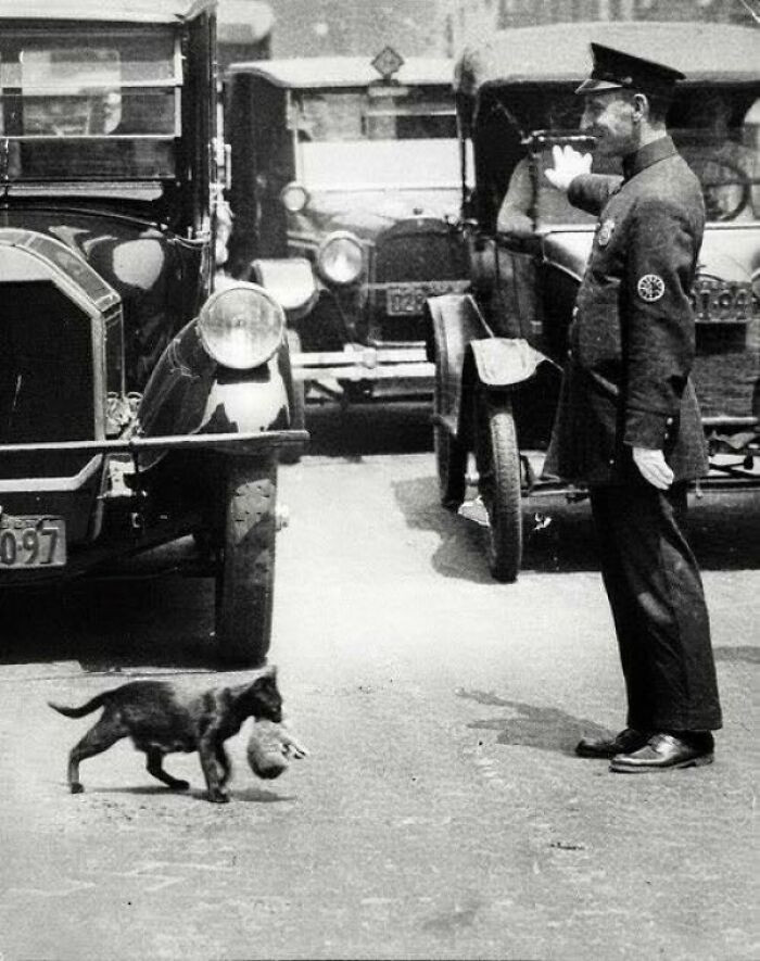 Cảnh sát ra hiệu lệnh cho các ô tô trên một con đường ở New York, Mỹ dừng lại để mèo mẹ cắp mèo con băng qua đường an toàn. Bức ảnh đặc biệt này được chụp năm 1925.