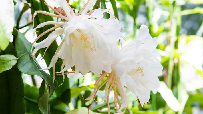 Hiện giới khoa học chưa thể lý giải vì sao xương rồng Epiphyllum Oxypetalum chỉ nở hoa một đêm duy nhất thay vì nhiều ngày như những loài cây khác.