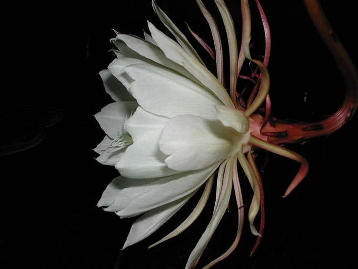 Tuy nhiên, hương thơm của hoa xương rồng Epiphyllum Oxypetalum chỉ kéo dài trong khoảng 1 - 2 giờ. Sau đó, bông hoa dần mất mùi hương và từ từ lụi tàn.