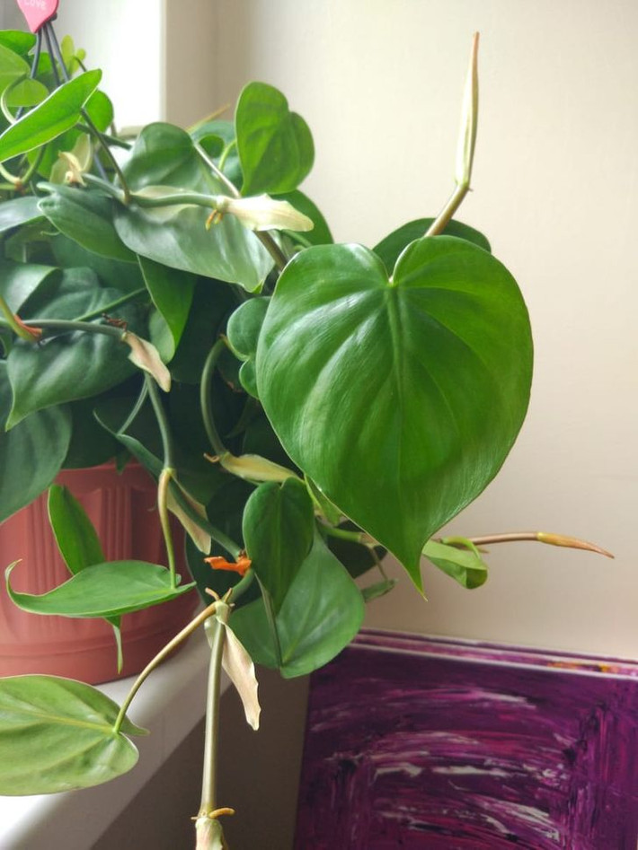 6. Cây trầu bà lá tim (Heartleaf Philodendron): Loại cây cảnh này chứa một chất được gọi là oxalat canxi có khả năng gây đau và khó nuốt khi nhai phải lá nó. Mặc dù loại cây này có vẻ đẹp, nhưng hãy nhớ để trẻ nhỏ và vật nuôi tránh xa nó.