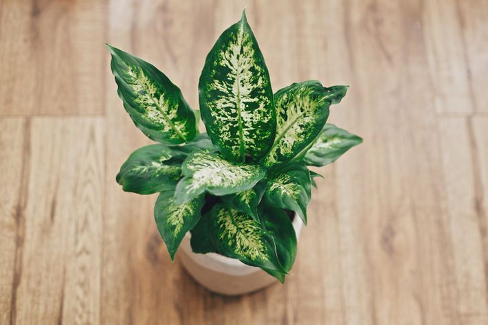 1. Cây vạn niên thanh (Dieffenbachia): Mặc dù có lá màu đẹp, vạn niên thanh là một trong những cây cảnh chứa độc tố hại sức khỏe của bạn. Vô tình tiếp xúc nhựa cây có thể gây ra mụn nước trong miệng, tiêu chảy, buồn nôn và nôn, cảm giác nóng rát ở miệng và cổ họng, sưng và đau.