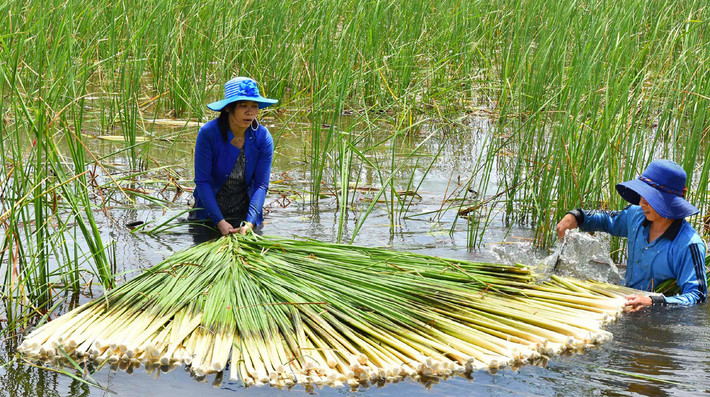 Bồn bồn gốc trắng lá xanh là một loại thức ăn rất lành vì dù mọc hoang hay được trồng đại trà thì nó vẫn là loài cây không cần chăm sóc, bón phân, chỉ lớn lên nhờ những dưỡng chất mỡ màu từ đất nên nó rất an toàn.