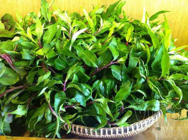 Rau lủi là một trong những loại rau rừng mọc tự nhiên hoặc được trồng ở miền núi cao ở Gia Lai - Tây Nguyên. Đặc biệt là giờ đây, loại rau này đã trở thành món khoái khẩu được nhiều người tìm mua.