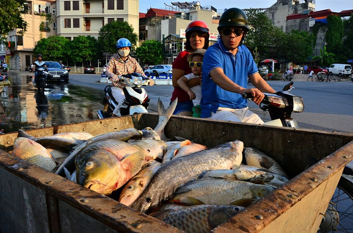 Ông Hoàng Trung Hải, Bí thư Thành ủy Hà Nội đã yêu cầu các cơ quan chức năng trên địa bàn không để vụ việc cá chết ở hồ Tây tái diễn và cho biết Bộ Công an đã vào cuộc để làm rõ nguyên nhân. Ảnh Hải Ninh.