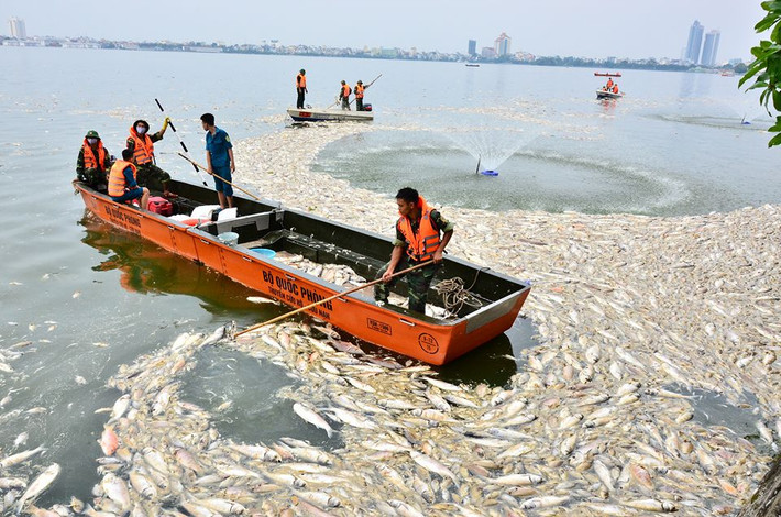 4. 200 tấn cá chết ở Hồ Tây (TP Hà Nội) Hiện tượng cá chết hàng loạt tại Hồ Tây bắt đầu từ ngày 1/10/2016. Thống kê ban đầu, cá chết trên diện tích hơn 500 ha, tại 24 cửa xả xuống Hồ Tây. UBND thành phố Hà Nội đã lập Ban chỉ huy xử lý sự cố và triển khai 7 biện pháp cấp bách. Khoảng 200 tấn cá chết đã được thu gom, xử lý sau đó. Ảnh Hải Ninh.