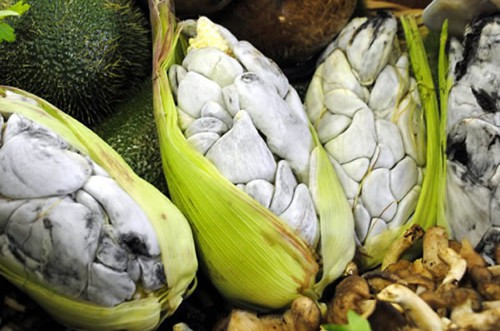 Huitlacoche là tên gọi một loại ngô rất phổ biến trong bữa sáng của người Mexico. Tuy nhiên, rất nhiều người ngoại quốc e dè trước món ăn này bởi chỉ nhìn hình dạng cũng có thể biết đây là những bắp ngô...mốc. Nhưng những người bản địa lại rất ưa thích món ăn này và trên thực tế, loại mốc này là một loại nấm không gây tổn hại tới sức khỏe và có hương vị độc đáo. Thậm chí Huitlacoche còn có giá đắt hơn ngô thông thường. Ảnh: Internet.