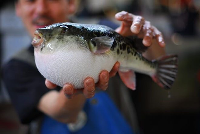 2. Cá nóc: Cá nóc được gọi là “fugu” ở Nhật Bản và độc đến mức có thể nguy hiểm đến tính mạng. Loại cá này phải được sơ chế cực kì cẩn thận trước khi ăn vì nó được coi là một trong những thực phẩm nguy hiểm nhất thế giới. Vậy nên, nếu bạn cảm thấy không đủ can đảm thì vẫn nên trung thành với cá ngừ hoặc cá hồi.