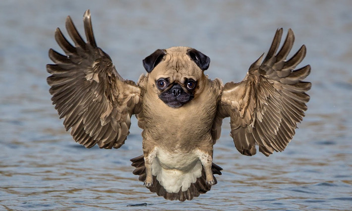 Một con chó pug lai với loài chim ưng biển? Đây chính là kết quả qua sự xử lý của photoshop.