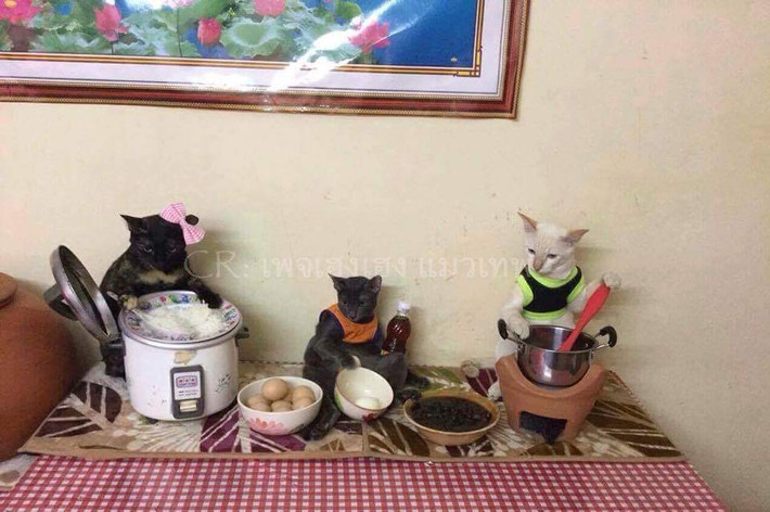 Chúng chụp ảnh rất đúng tư thế, giống như đó là công việc bấy lâu chúng vẫn thường xuyên làm khi chủ vắng nhà.