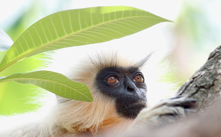Tác phẩm của nhiếp ảnh gia Dhyey Shah, Ấn Độ, chụp lại một cá thể voọc Trachypithecus geei, một loài voọc rất quý hiếm, chỉ còn khoảng 2500 cá thể trưởng thành trong tự nhiên trên toàn thế giới. Chúng sống cao trên cây nên rất khó để quan sát. (Nguồn Dailymail)