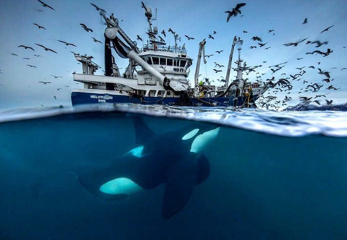 Triển lãm Wildlife Photographer - Nhiếp ảnh cuộc sống hoang dã lần thứ 52 sẽ được tổ chức tại bảo tàng Lịch sử Tự nhiên tại London, Anh vào tháng 10 sắp tới. Cuộc thi năm nay thu hút hơn 50.000 tác phẩm đến từ hơn 95 quốc gia khác nhau. Trong số đó có những tác phẩm nhiếp ảnh về cuộc sống của động vật hoang dã gây ấn tượng mạnh. Trong ảnh là một con cá voi sát thủ đang ẩn nấp dưới đáy thuyền để ăn cắp cá của ngư dân. Ảnh của nhiếp ảnh gia Audun Rikardsen từ Na Uy. (Nguồn Dailymail)