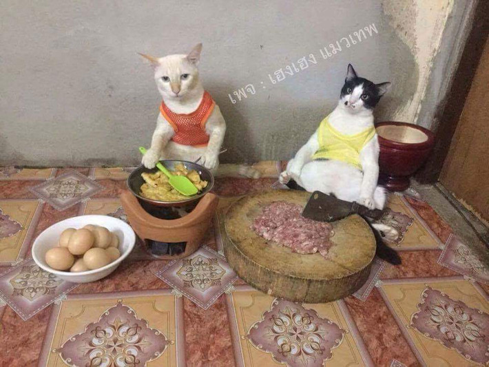 Những bức ảnh mèo nấu ăn được chụp rất bình thường, thậm chí không hề có bất cứ chỉnh sửa hay hiệu ứng nào nhưng vẫn khiến người xem "đổ gục" bởi sự đáng yêu, hài hước.