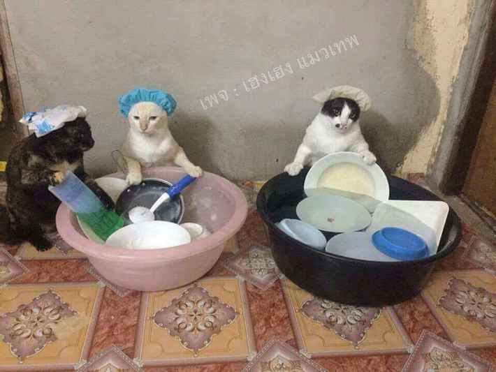 Mới đây, cư dân mạng thế giới đang phát sốt với loạt ảnh về những con mèo đáng yêu "xâm chiếm" thế giới loài người được một người dùng Facebook ở Thái Lan đăng tải.