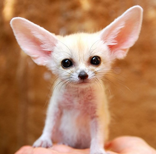 Cáo sa mạc, tên khoa học là Fennec, là một loài cáo cực đáng yêu với đôi mắt tròn đen láy và chiếc tai dài, to bất thường. Mặc dù là thú nuôi phổ biến ở Mỹ nhưng chúng được coi là hàng hiếm ở Việt Nam, được các dân chơi thú cảnh săn lùng ráo riết mặc dù giá không hề rẻ.