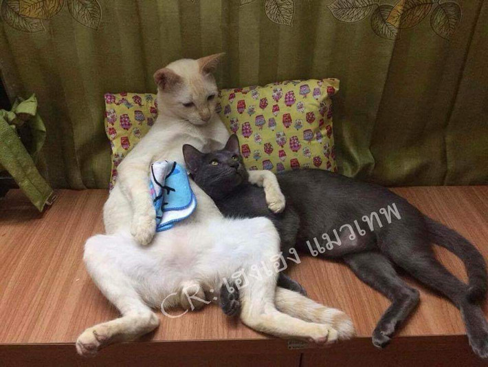 Yêu đương, tâm sự trước khi đi ngủ.