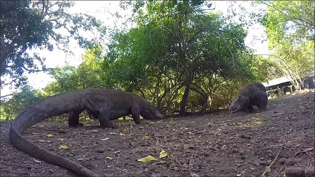 Nhờ kích thước lớn, loài thằn lằn này chiếm giữ hệ sinh thái mà chúng sống. Rồng Komodo săn các loài động vật không xương sống, chim, và động vật có vú. Tập tục săn mồi theo nhóm của rồng Komodo là ngoại lệ trong thế giới bò sát. (Nguồn Dailymail)