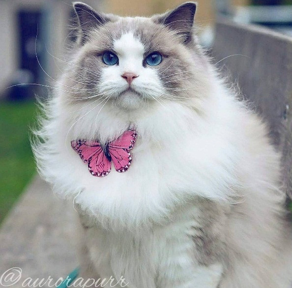 Mèo Ragdoll được một người gây giống Hoa Kỳ tên là Ann Baker phát triển và cái tên Ragdoll xuất phát từ thói quen rũ người ra và thả lỏng cơ thể khi được bế lên của các cá thể mèo đời đầu tiên.