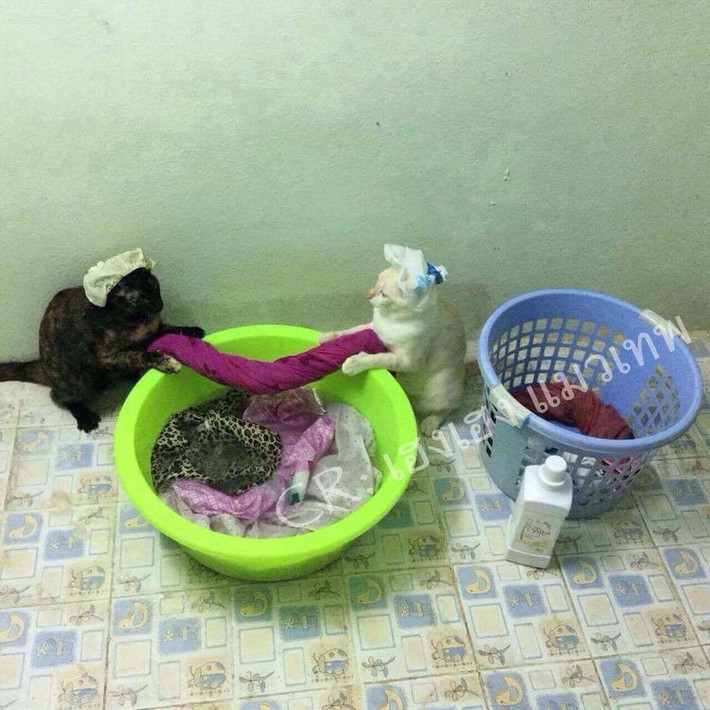 Cùng nhau đi tắm, cùng nhau giặt, vắt đồ.